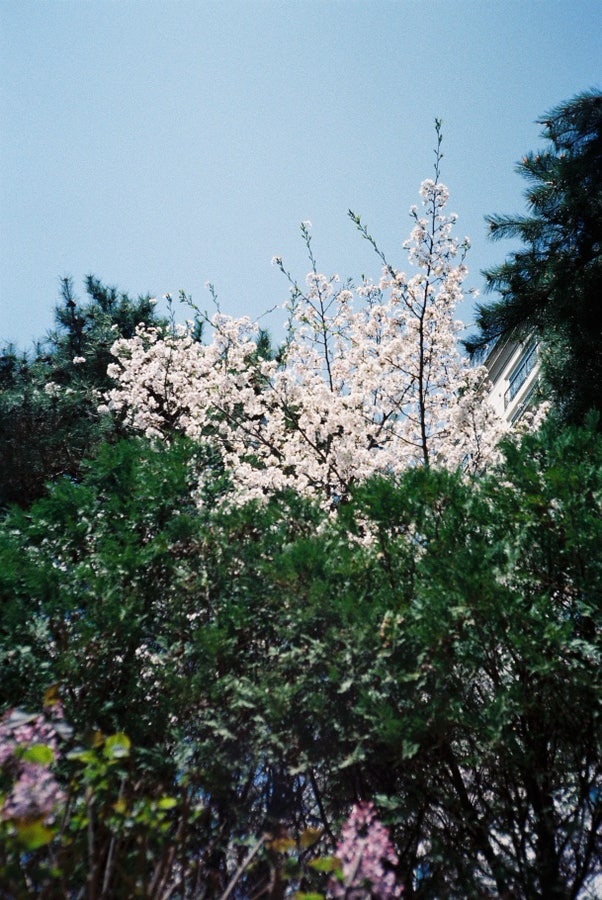 Film Dump