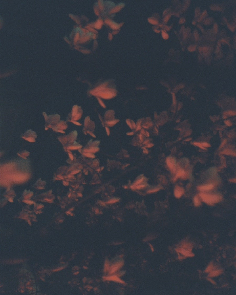 Film Dump